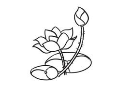 荷花簡(jiǎn)筆畫(huà)創(chuàng)作步驟圖示