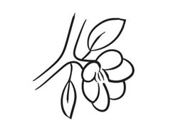 桃花簡(jiǎn)筆畫創(chuàng)作步驟圖示
