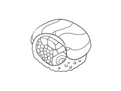 壽司簡(jiǎn)筆畫繪制步驟圖示