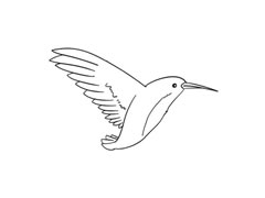蜂鳥簡(jiǎn)筆畫繪制步驟圖示