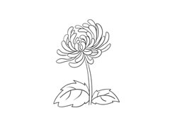 簡(jiǎn)筆畫(huà)菊花畫(huà)法步驟圖示