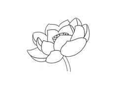 簡筆畫荷花畫法步驟圖示