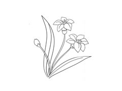 水仙花簡筆畫法步驟圖示