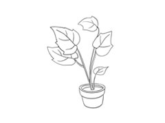 花葉秋海棠簡筆畫法步驟圖示