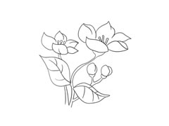 海棠簡(jiǎn)筆畫(huà)法步驟圖示