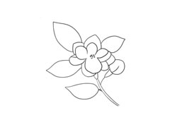 茉莉花簡(jiǎn)筆畫法步驟圖示