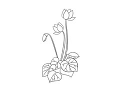 仙客來(lái)簡(jiǎn)筆畫法步驟圖示