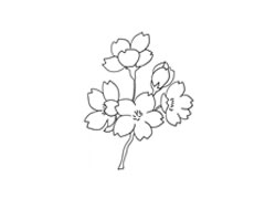 櫻花簡(jiǎn)筆畫法步驟圖示