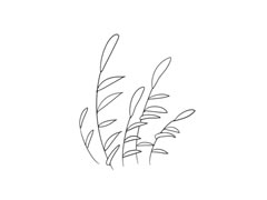 蘆葦簡(jiǎn)筆畫法步驟圖示
