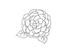 山茶花簡(jiǎn)筆畫法步驟圖示