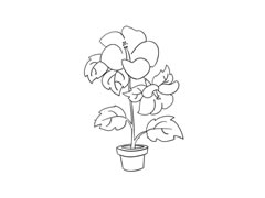 蜀葵簡(jiǎn)筆畫法步驟圖示