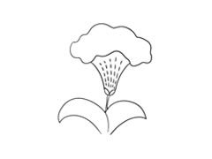 雞冠花簡(jiǎn)筆畫法步驟圖示
