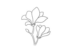 玉蘭花簡(jiǎn)筆畫法步驟圖示