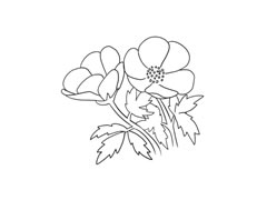 銀蓮花簡(jiǎn)筆畫法步驟圖示