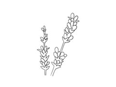 薰衣草簡(jiǎn)筆畫(huà)法步驟圖示
