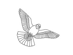 鴿子簡(jiǎn)筆畫分步繪制