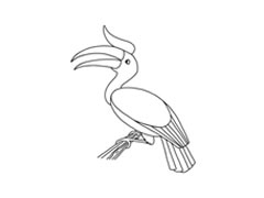 犀鳥簡(jiǎn)筆畫分步繪制