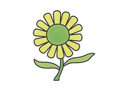 簡(jiǎn)筆畫雛菊畫法步驟圖示