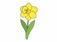 水仙花幼兒簡(jiǎn)筆畫分步繪制圖示