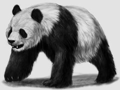 熊貓素描畫(huà)法步驟圖示