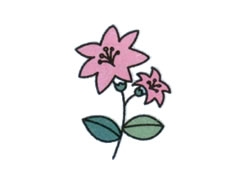 簡(jiǎn)筆畫(huà)百合花畫(huà)法步驟圖示