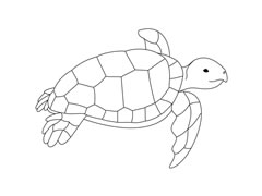 海龜簡筆畫圖片