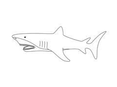 鯊魚簡筆畫圖片