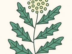艾草簡筆畫